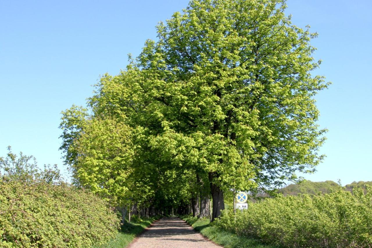 Viel Natur, Idyllische Umgebung, Ruhige Lage - Ferienpark Neddesitz Fewo 299 Exterior foto